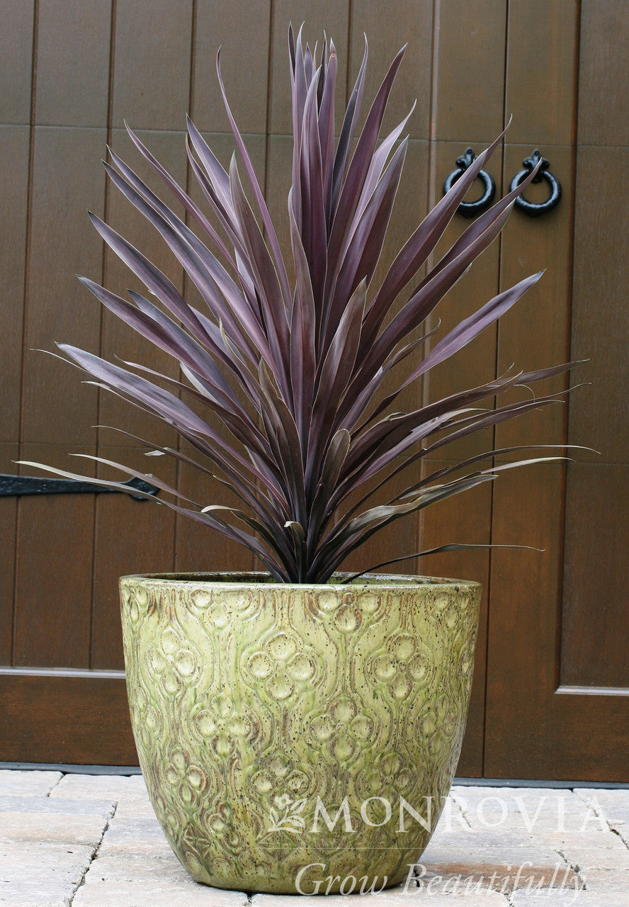 Bauer's Cordyline - Thumbnail 3