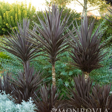 Bauer's Cordyline - Monrovia
