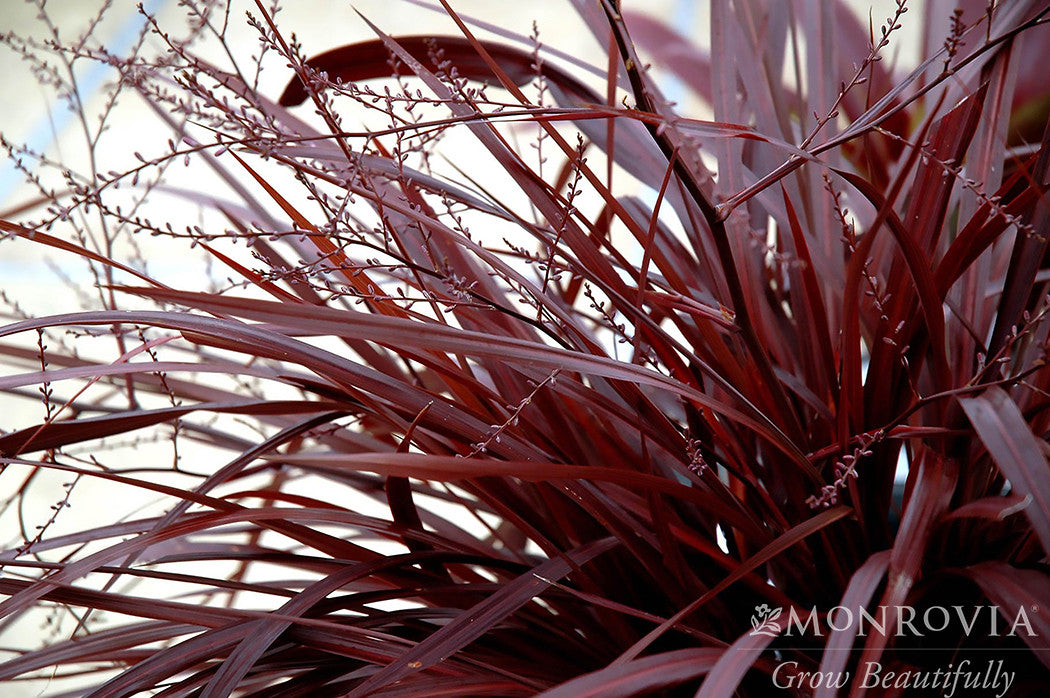 Festival Burgundy Cordyline