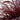 Festival Burgundy Cordyline - Monrovia