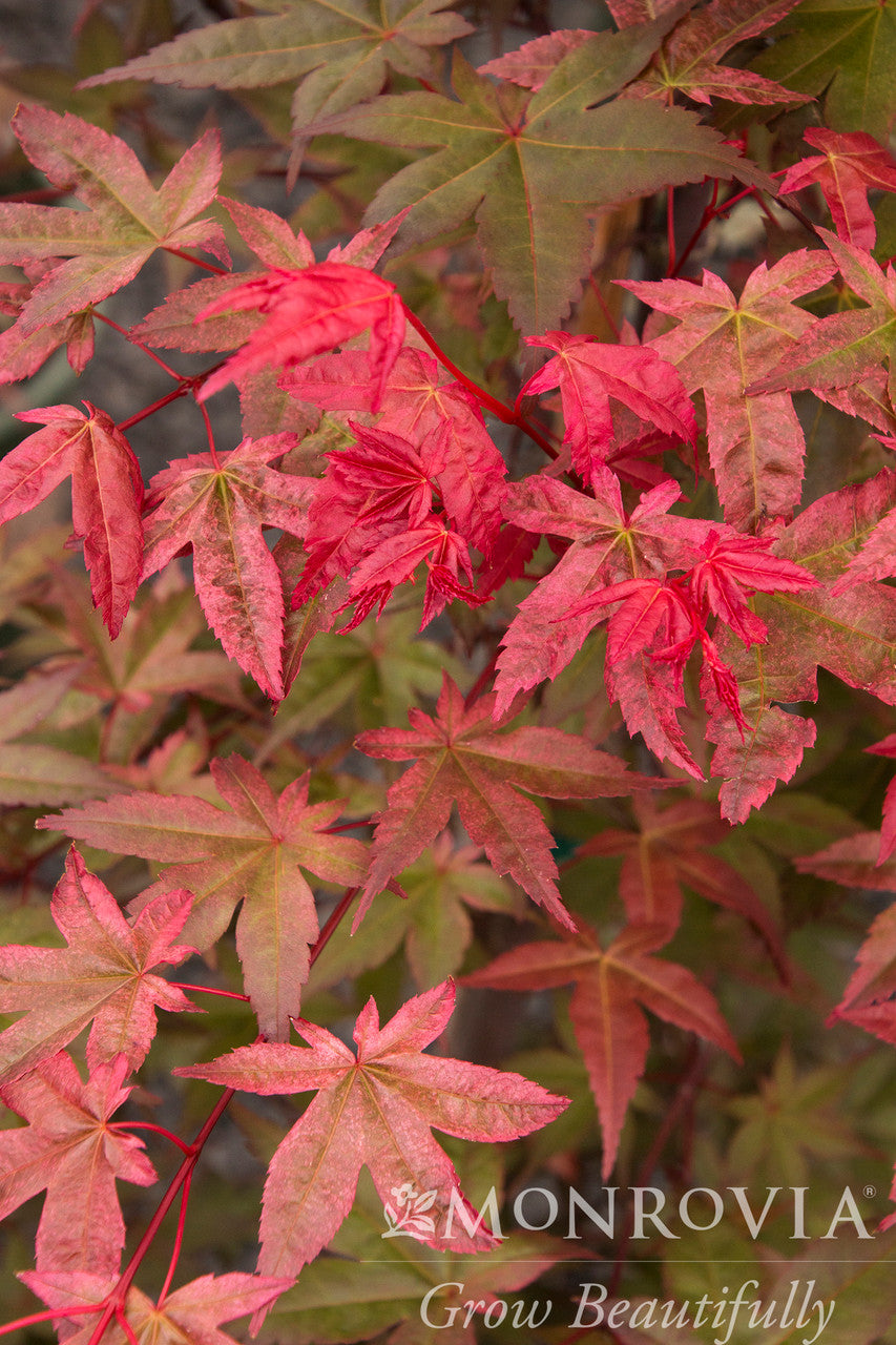 Shin Deshojo Japanese Maple