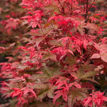 Shin Deshojo Japanese Maple - Monrovia