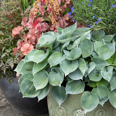 Hadspen Blue Hosta - Monrovia