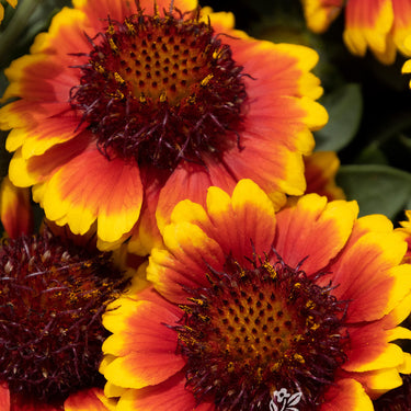 Barbican Yellow Red Ring Blanket Flower - Monrovia