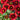 Barbican Red Blanket Flower - Monrovia