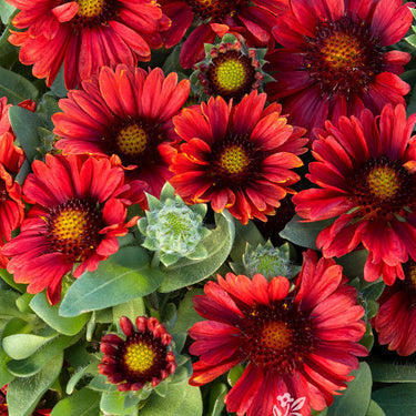 Barbican Red Blanket Flower - Monrovia