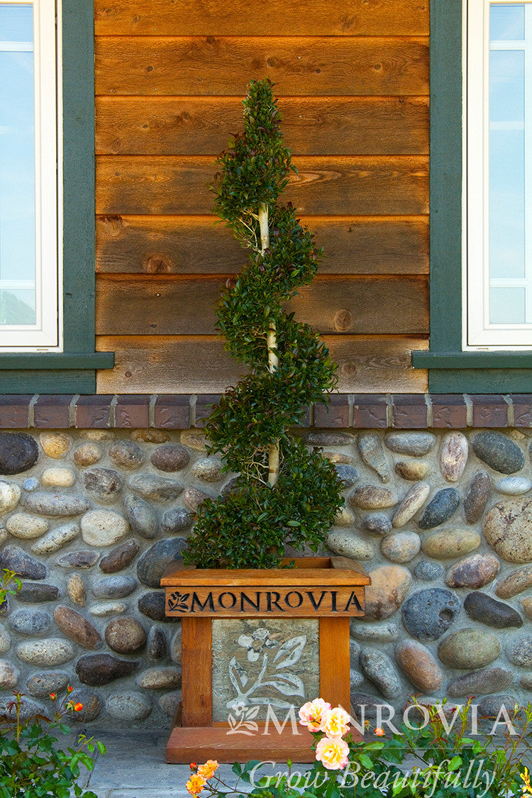 Monterey Bay Brush Cherry - Thumbnail 2