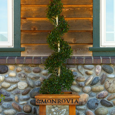 Monterey Bay Brush Cherry - Monrovia