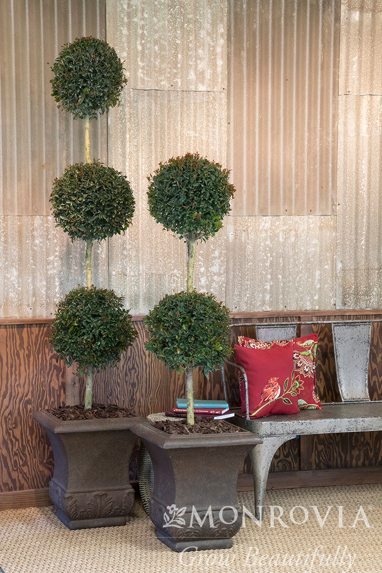 Monterey Bay Brush Cherry