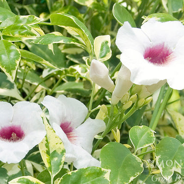 Charisma Bower Vine - Monrovia