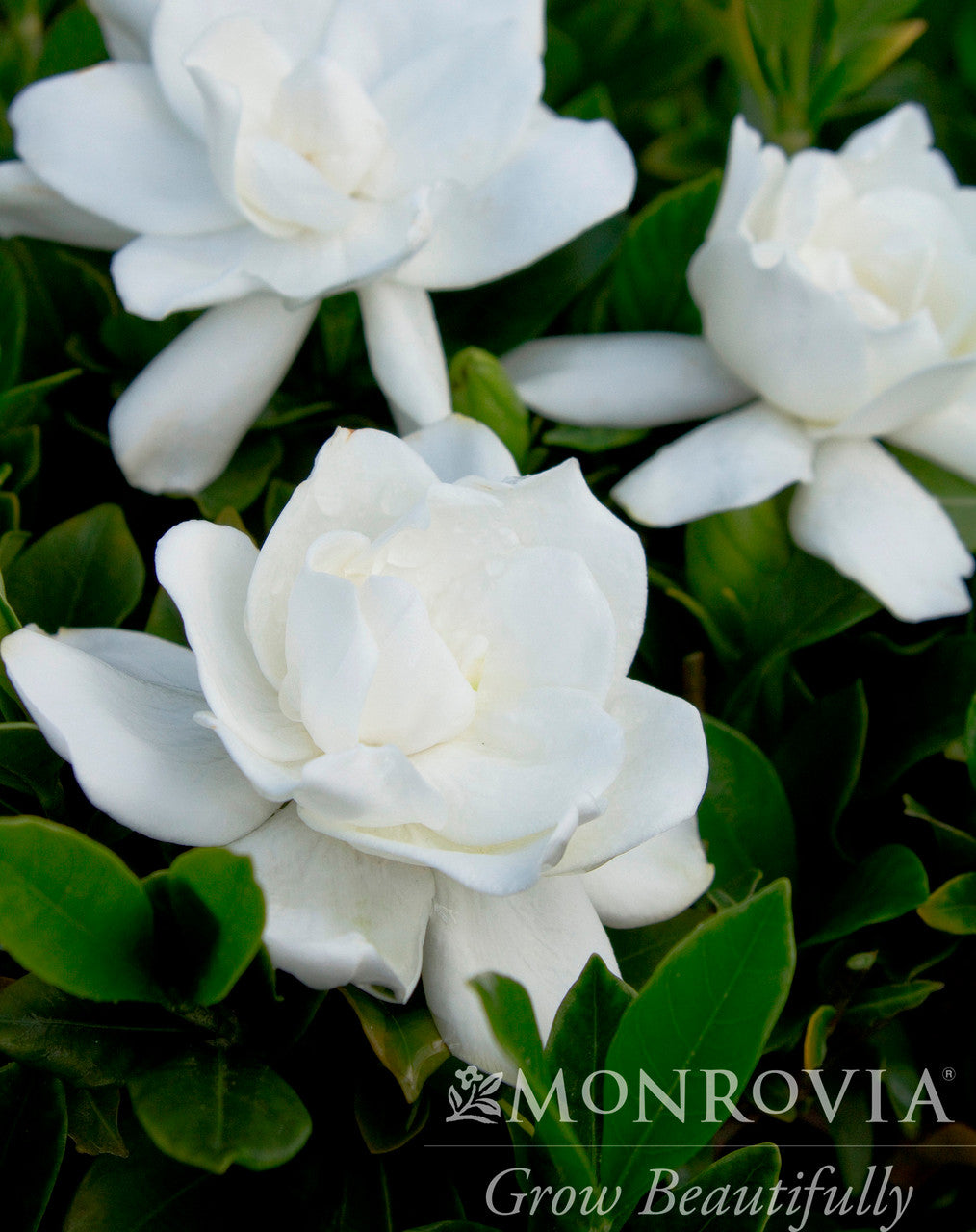 August Beauty Gardenia (Grafted)