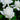 August Beauty Gardenia (Grafted) - Monrovia