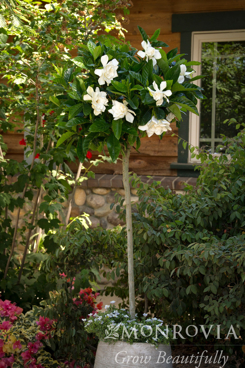 August Beauty Gardenia (Grafted) - Thumbnail 2