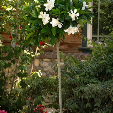 August Beauty Gardenia (Grafted) - Monrovia
