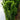 Green Spire Euonymus - Monrovia