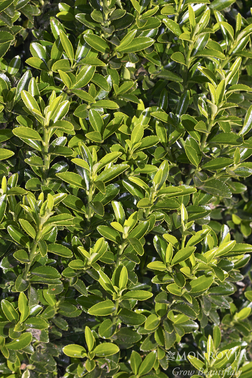 Boxleaf Euonymus