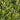 Boxleaf Euonymus - Monrovia