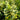 Sunny Delight® Boxleaf Euonymus - Monrovia