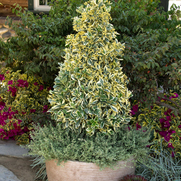 Silver King Euonymus - Monrovia