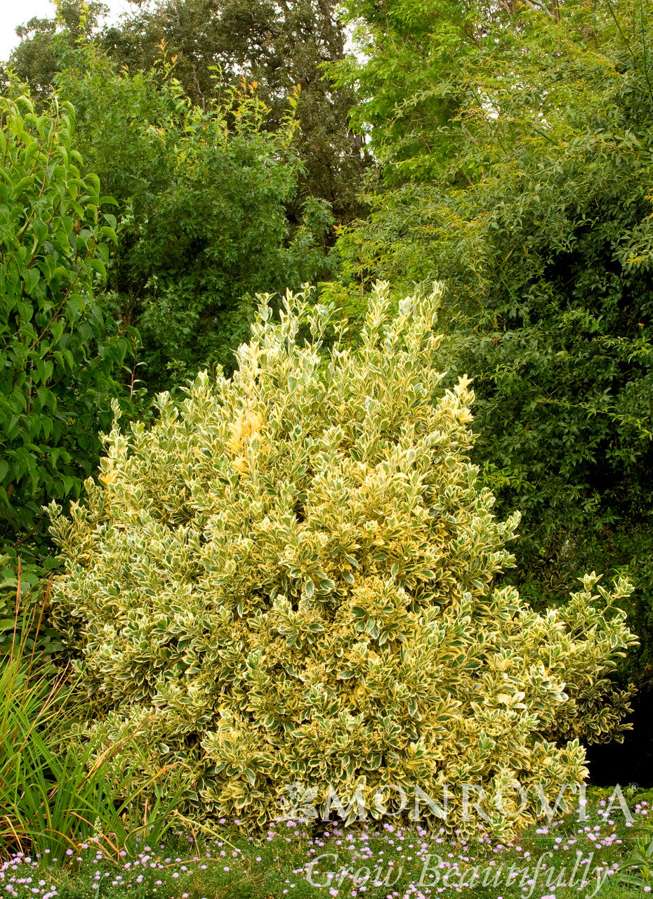 Silver King Euonymus - Thumbnail 3