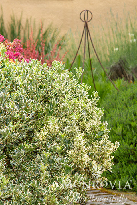 Silver Princess Boxleaf Euonymus - Monrovia