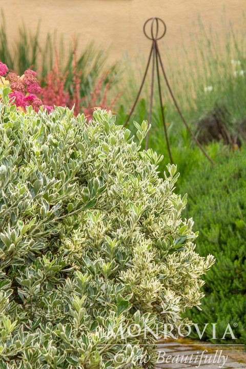 Silver Princess Boxleaf Euonymus - Monrovia