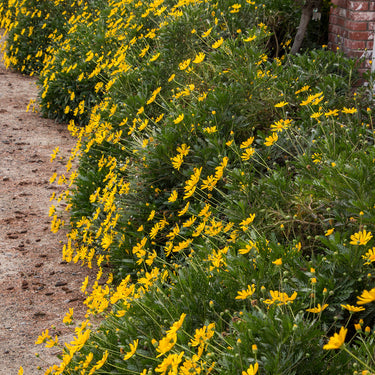 Green-Leaved Euryops - Monrovia