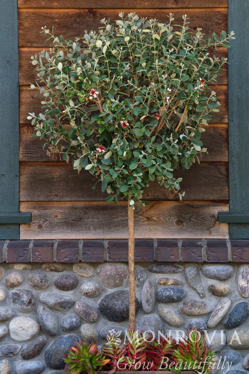 Pineapple Guava - Thumbnail 4