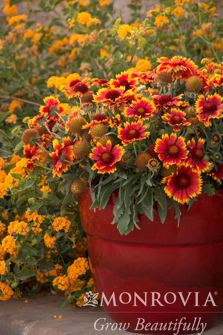Gaillardia Arizona Sun