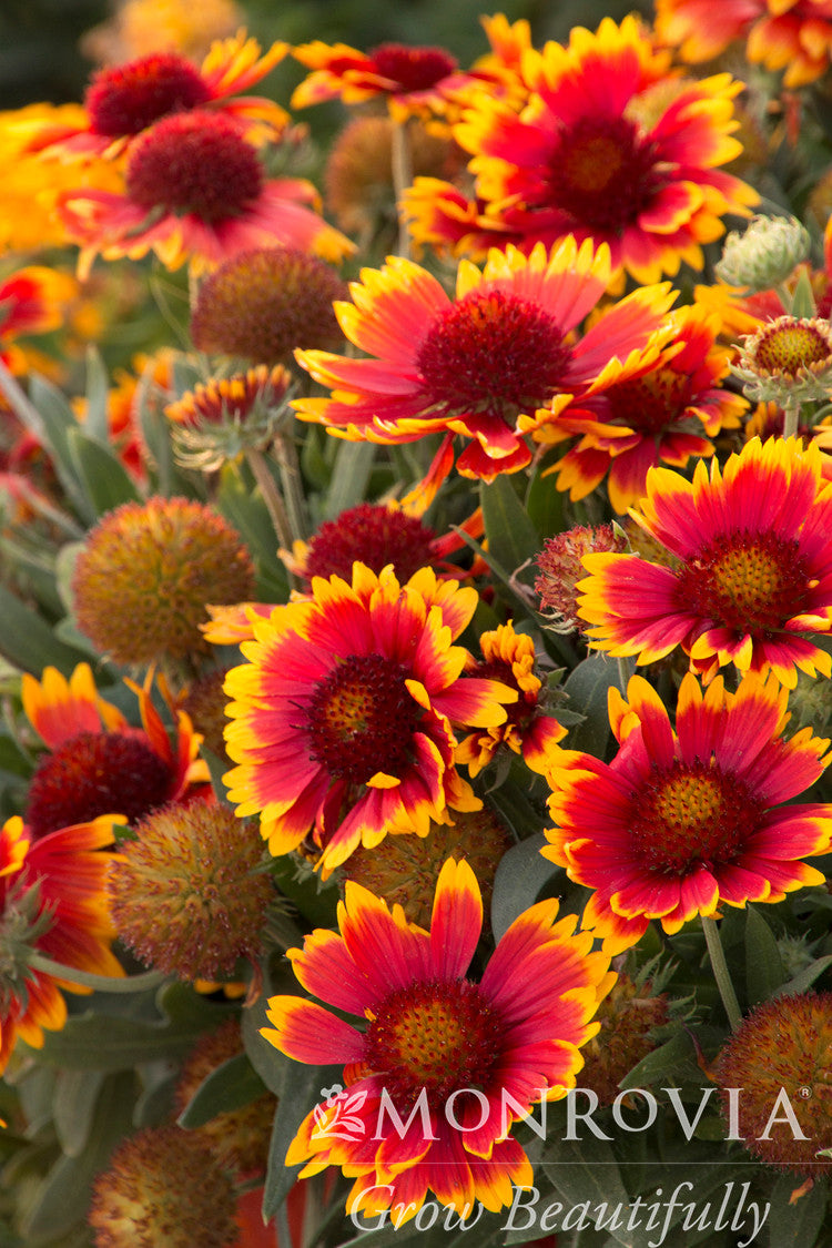 Gaillardia Arizona Sun - Thumbnail 2