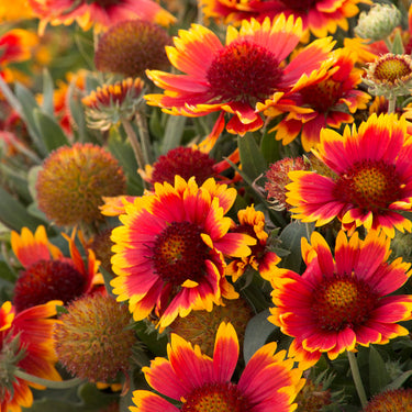 Arizona Sun Blanket Flower - Monrovia