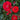 Flower Carpet® Scarlet Rose - Monrovia