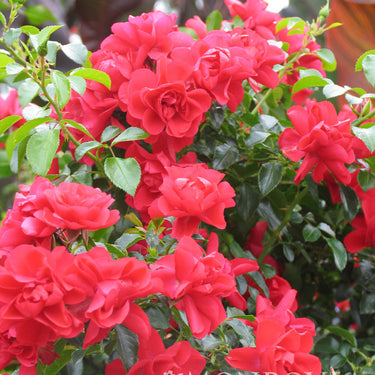 Flower Carpet® Scarlet Rose - Monrovia