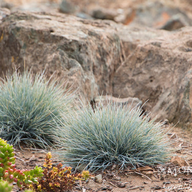 Elijah Blue Fescue - Monrovia