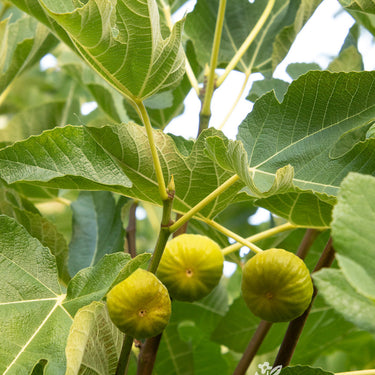 Kadota Fig - Monrovia