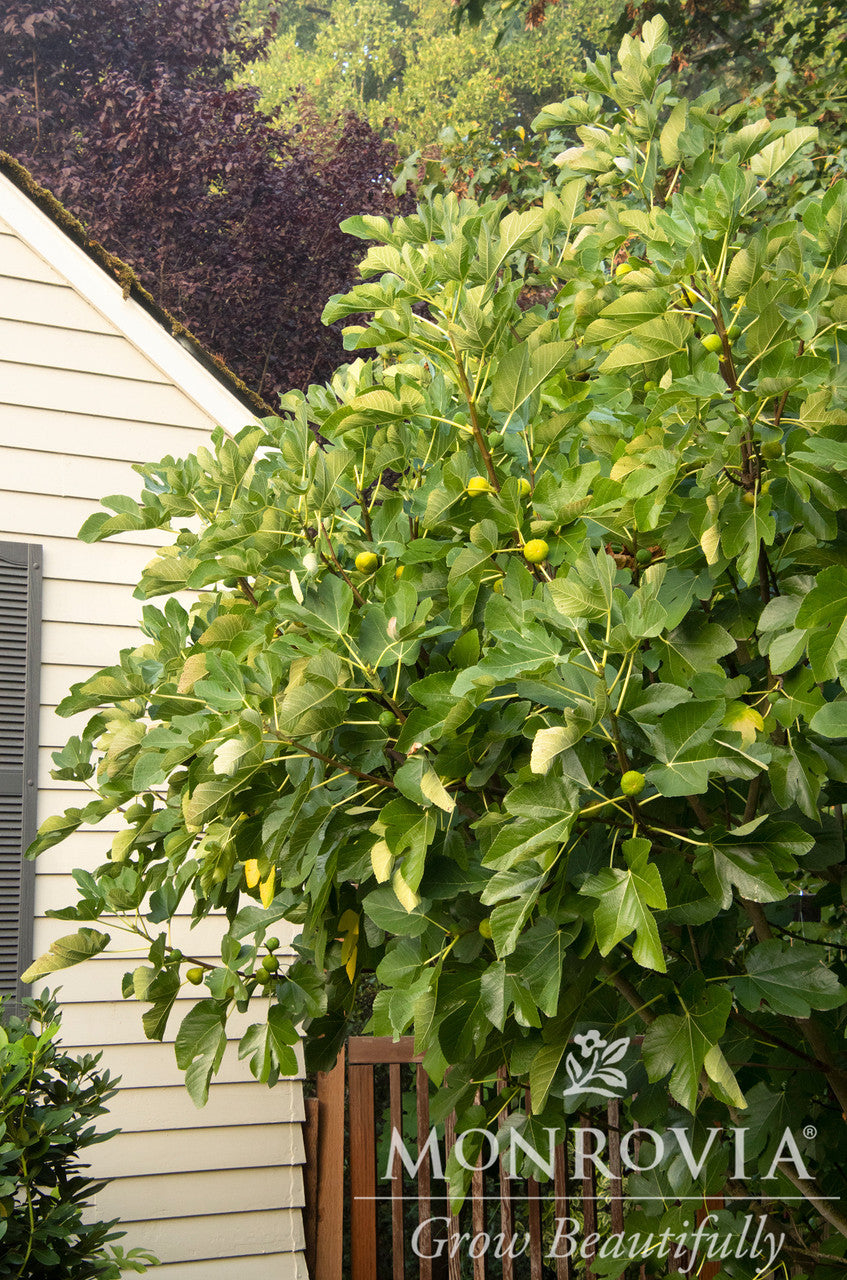 Kadota Fig - Monrovia - Thumbnail 5