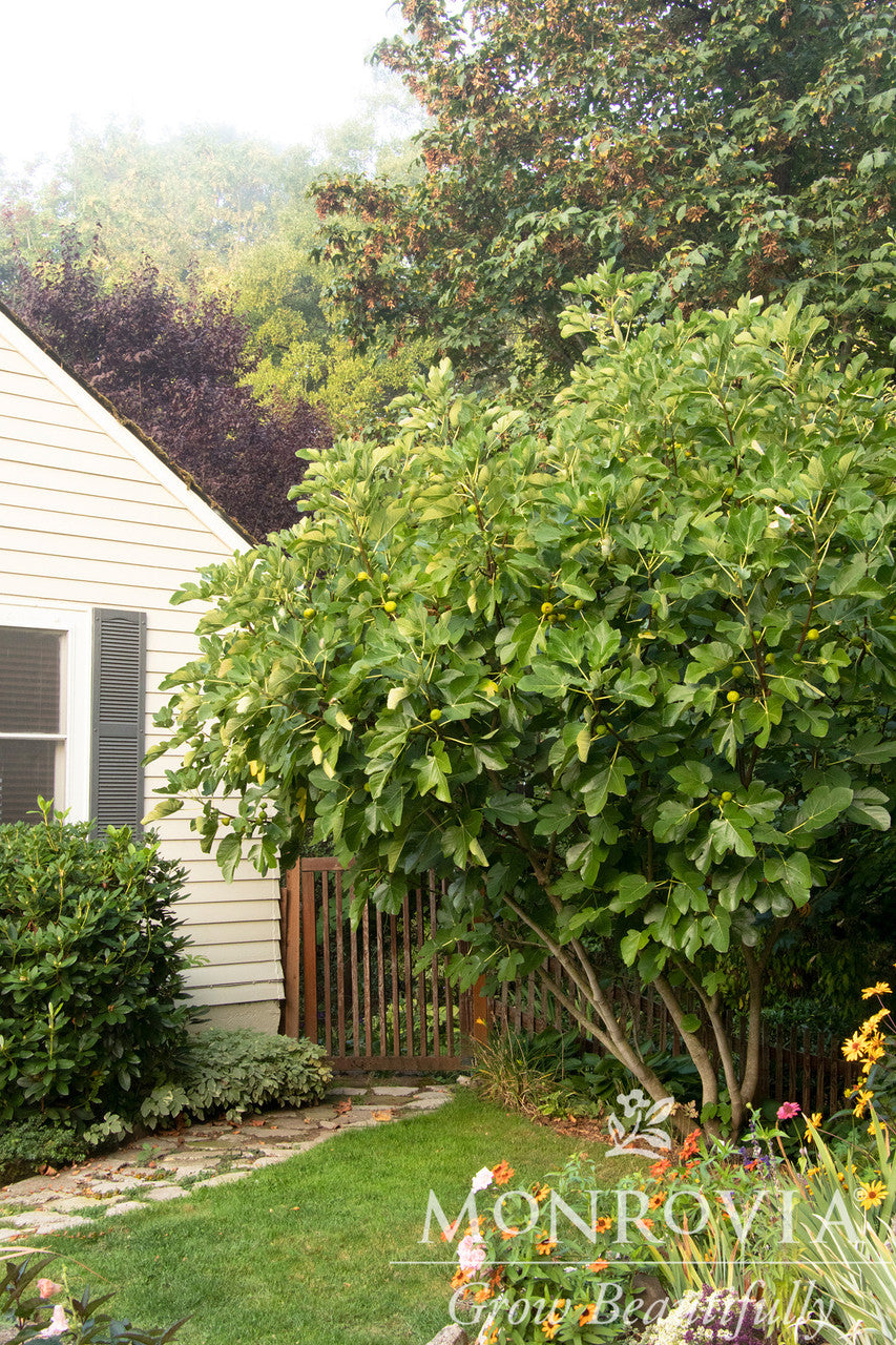 Kadota Fig - Monrovia - Thumbnail 3