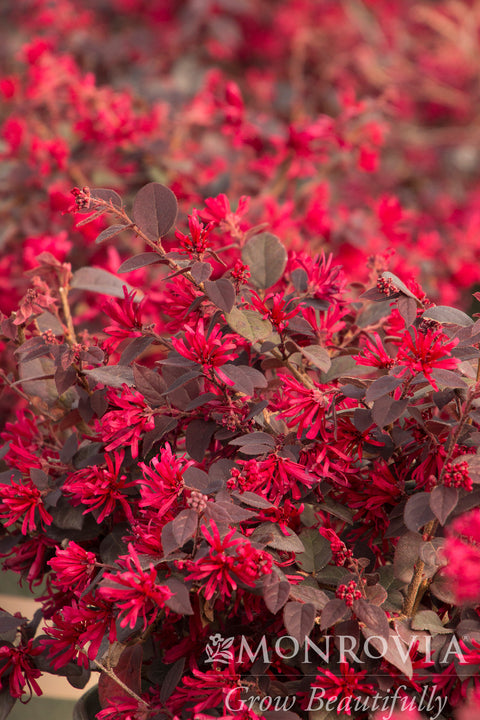 Ever Red® Fringe Flower - Monrovia