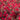 Razzleberri® Fringe Flower - Monrovia