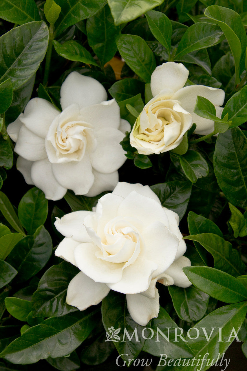 First Love Gardenia (Grafted)
