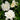 First Love Gardenia (Grafted) - Monrovia