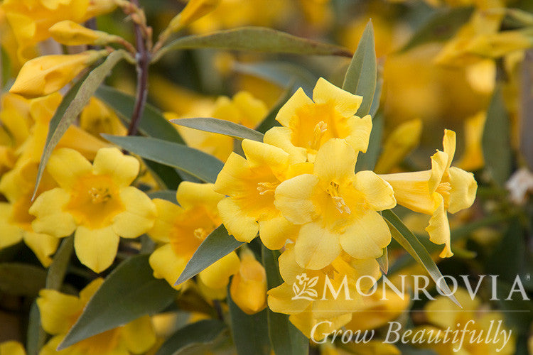 Carolina Jessamine - Monrovia - Thumbnail 5
