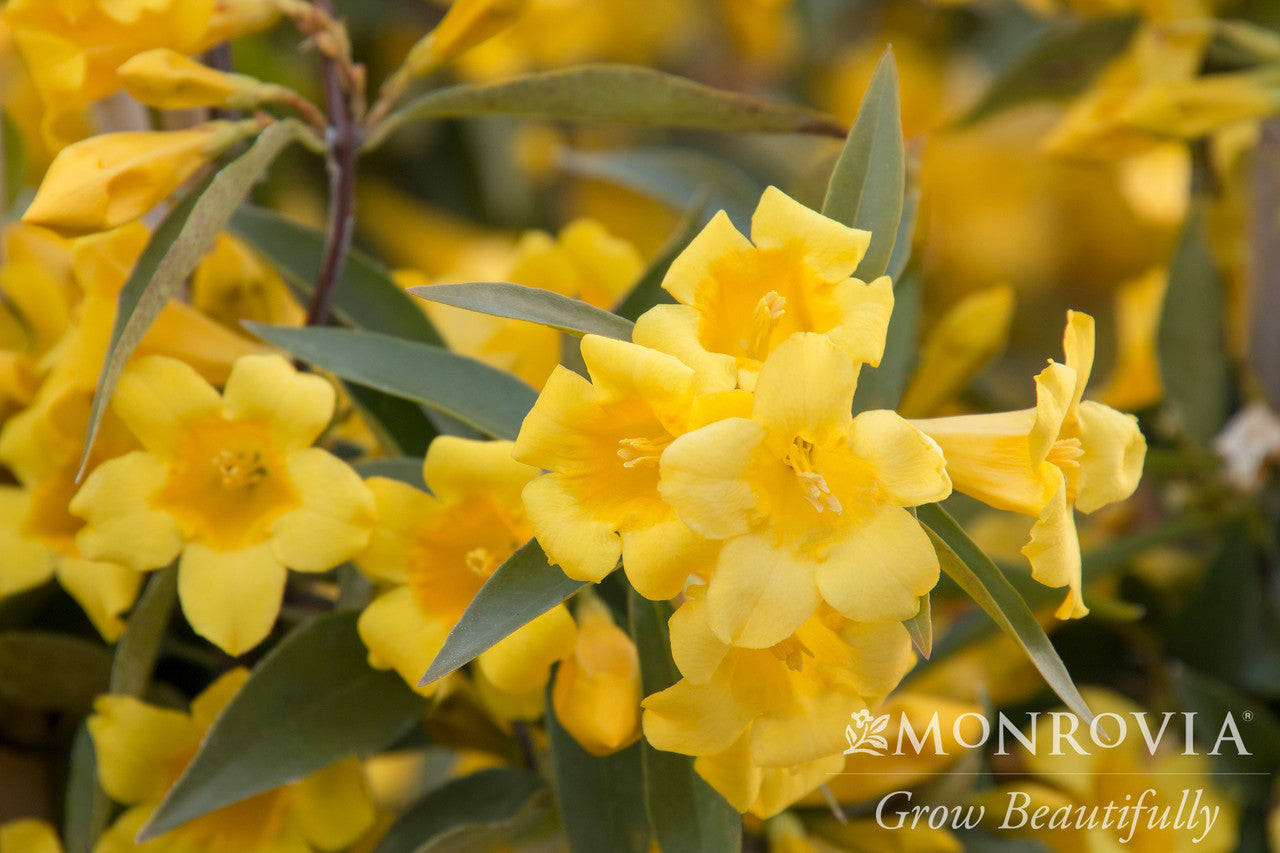 Carolina Jessamine - Monrovia - Thumbnail 4