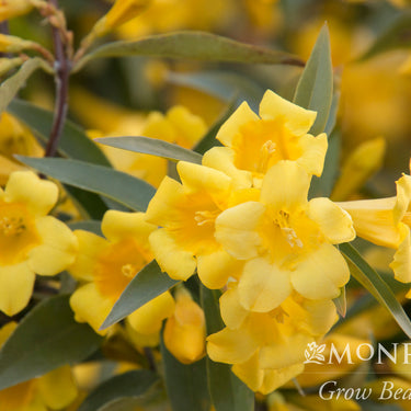 Carolina Jessamine - Monrovia