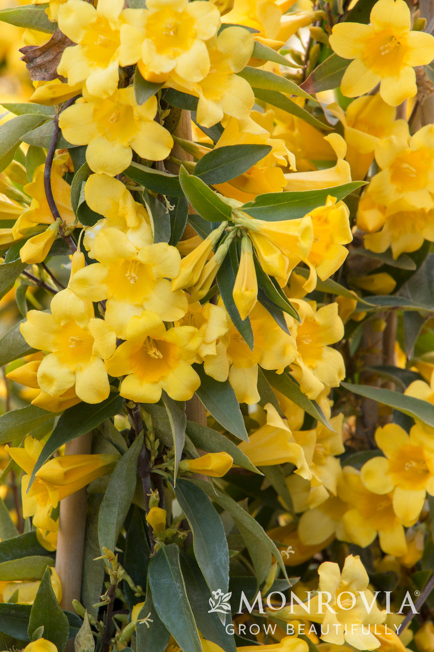 Carolina Jessamine - Monrovia