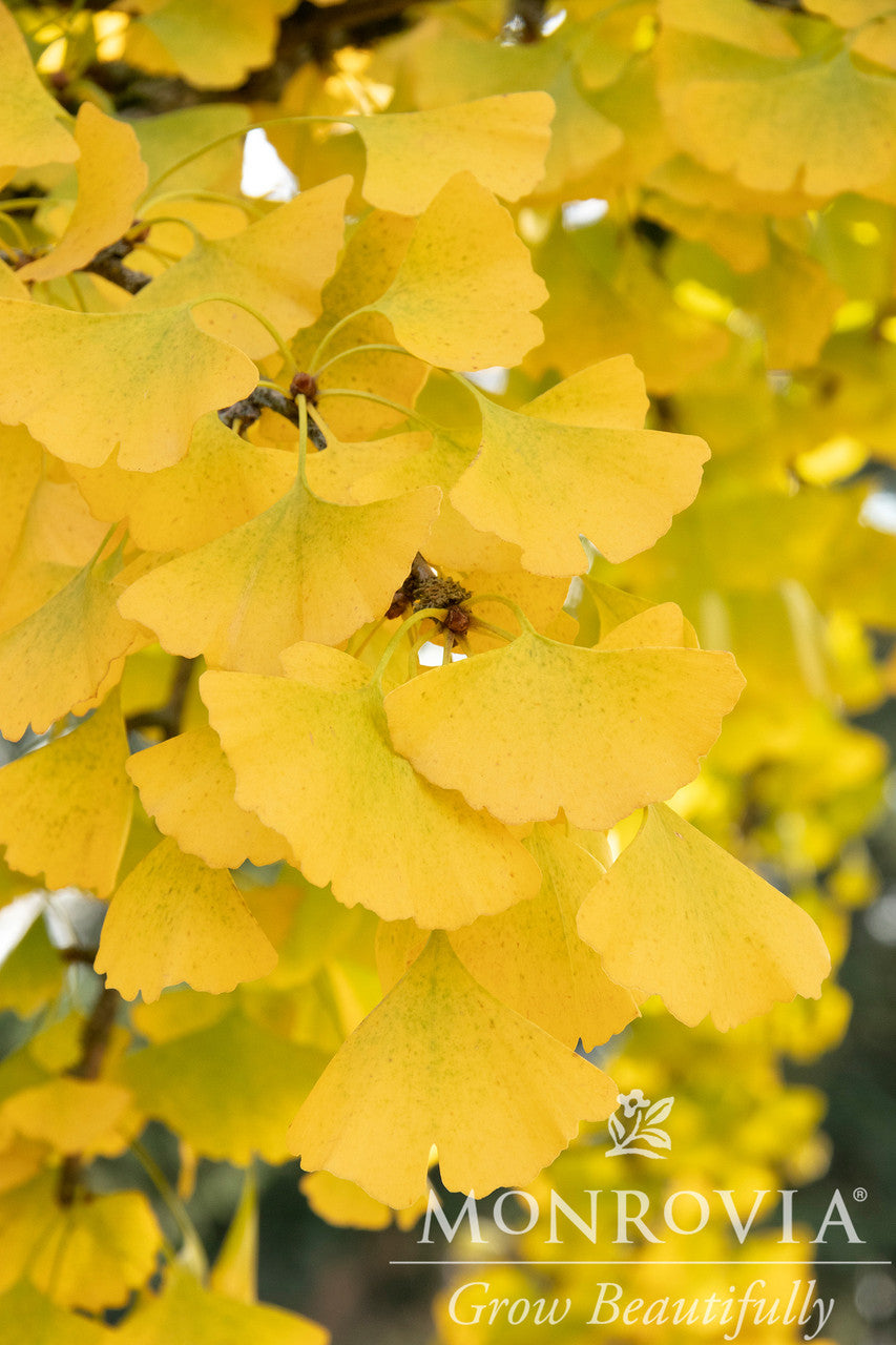 Autumn Gold Ginkgo