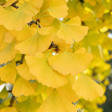 Autumn Gold Ginkgo - Monrovia