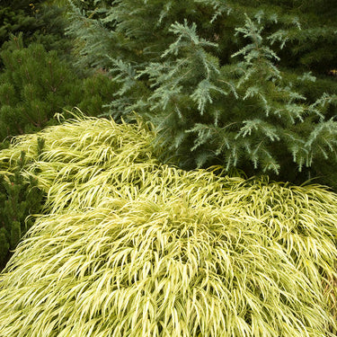 Golden Japanese Forest Grass - Monrovia