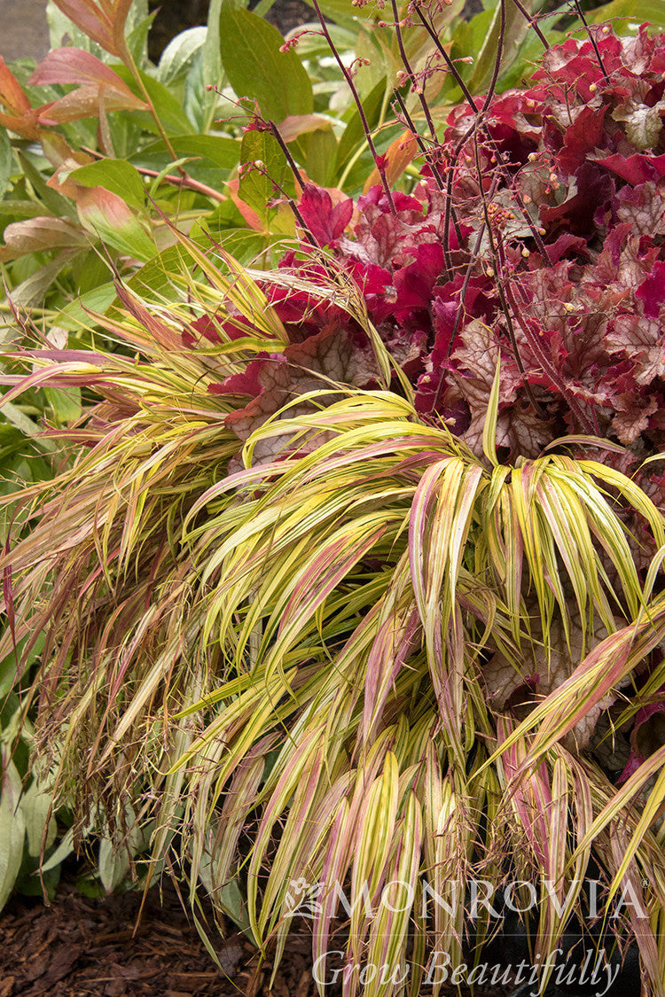 Hakonechloa macra 'Aureola'
