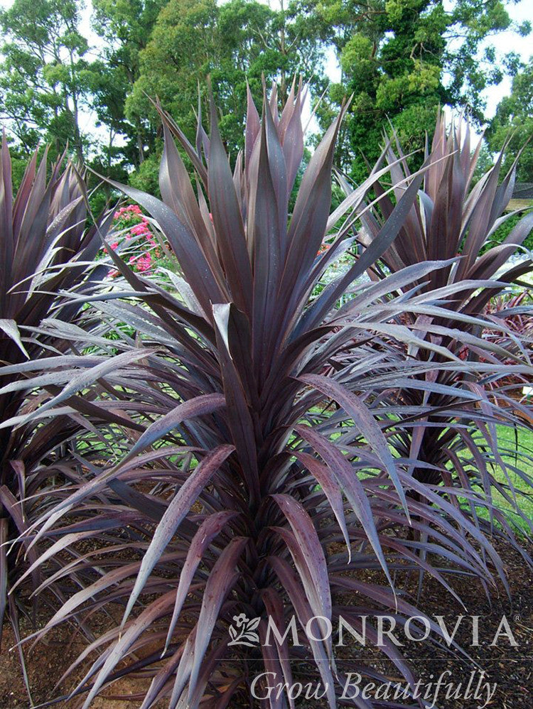 Burgundy Spire Cordyline